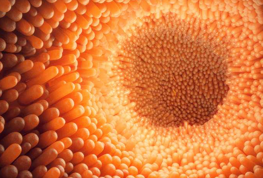 Permeabilitatea intestinala, cauze si recomandari