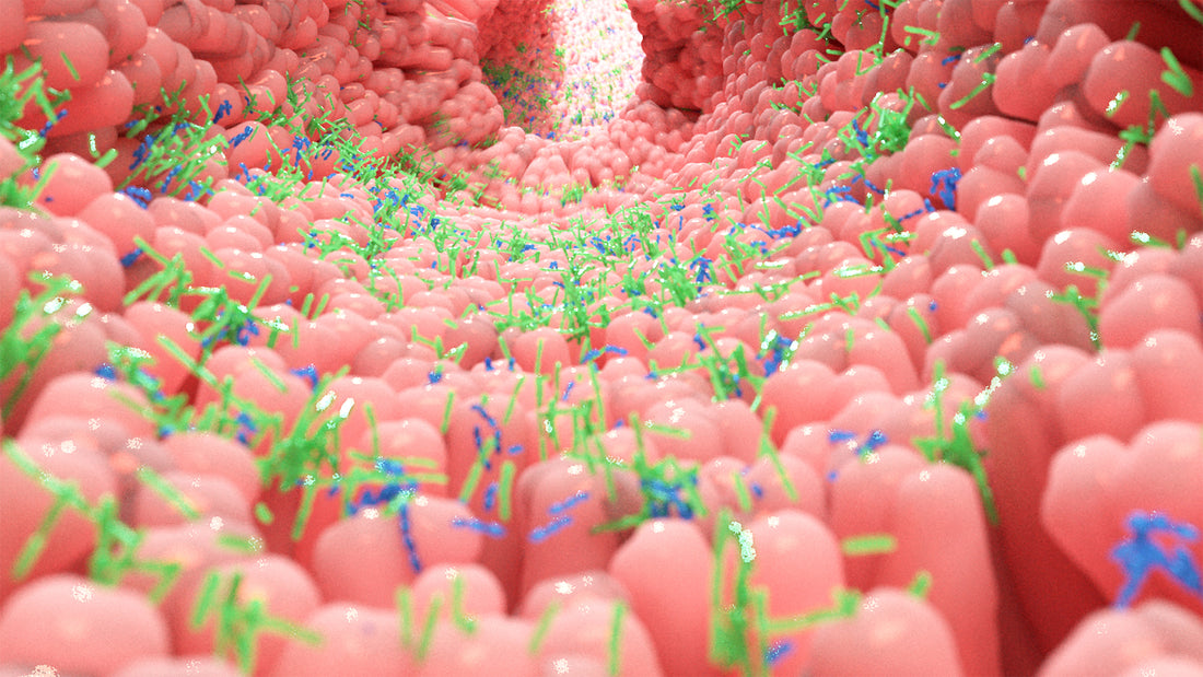 SIBO. Suprapopulare bacteriana a intestinului subtire